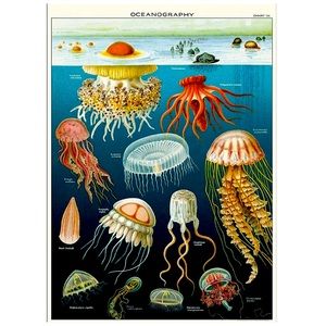 Cavallini & Co. Ocean Sea Life Vintage Image Chart Poster, 20 x 28 Inch - NWT